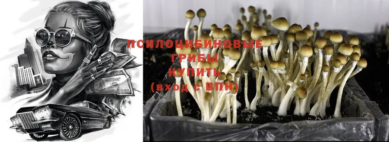 как найти наркотики  Гуково  Псилоцибиновые грибы Psilocybe 